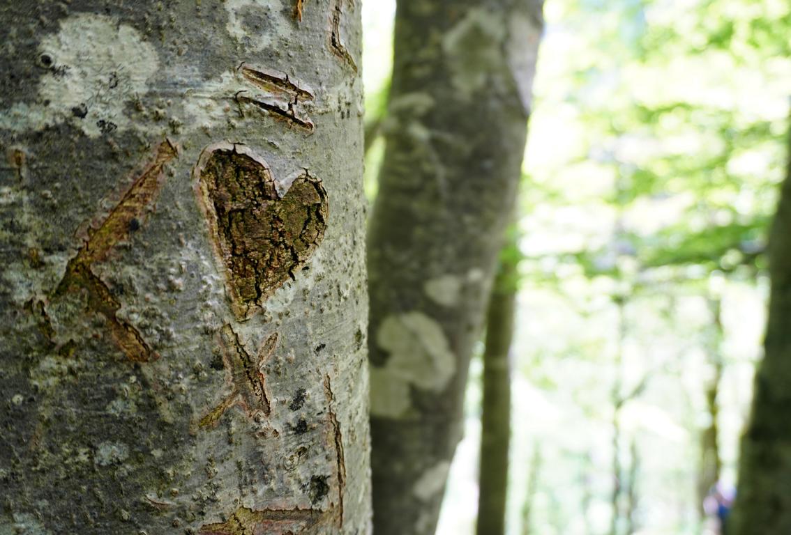 Die Natur des Menschen